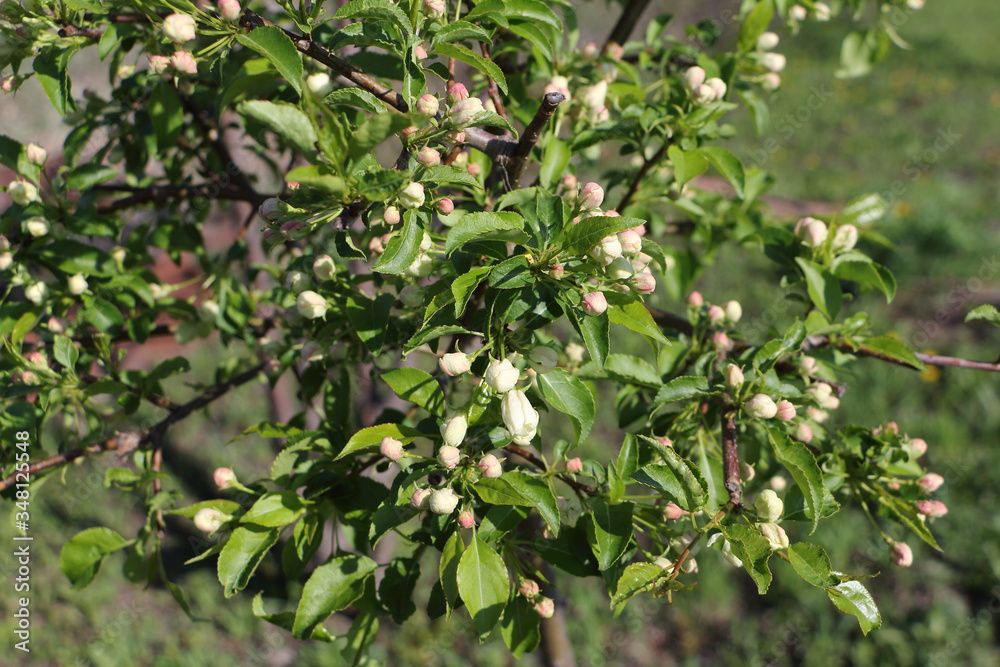 Apple tree blossoming in the spring garden Apple tree blossoming in the spring garden