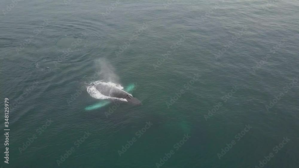 Humpback Whale Watching off Isla Conadora, Las Perlas Panama