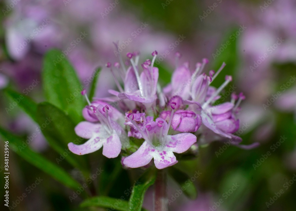 Close-up of Broad-leaved Thyme wildflower, Thymus pulegioides, in bloom on blurred background Close-up of Broad-leaved Thyme wildflower, Thymus pulegioides, in bloom on blurred background