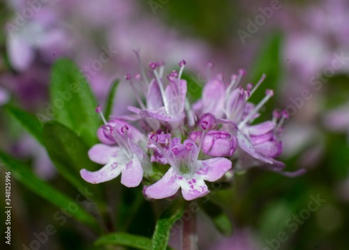 Close-up of Broad-leaved Thyme wildflower, Thymus pulegioides, in bloom on blurred background