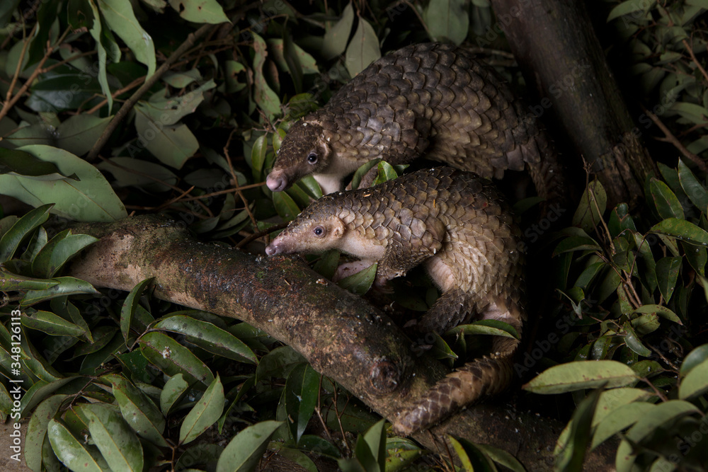 Sub adult Sunda Pangolins Sub adult Sunda Pangolins