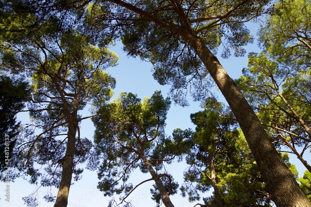 Fototapeta premium Trees in a park