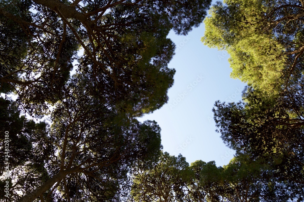 Obraz premium Trees in a park