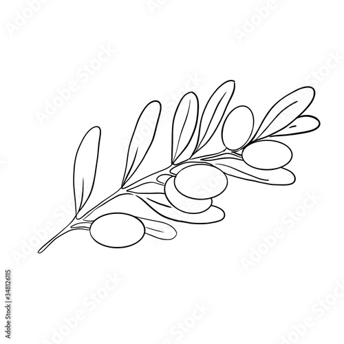 Картината върху платно Branch of black olive. illustration isolated on white background.