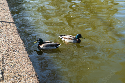 Two birds in the birdpond