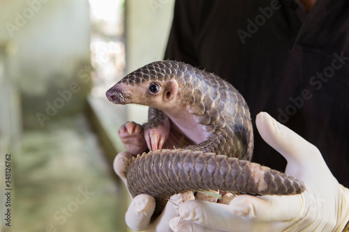 Holding young Sunda Pangolin