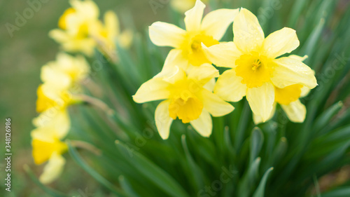 Warm bush of yellow daffodils with blurred background. Narcissus yellow spring flower blossom.