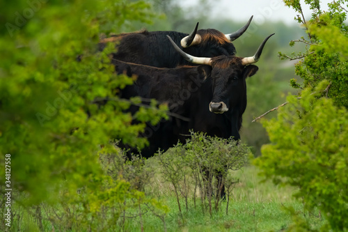 Vászonkép Heck cattle (Bos primigenius f