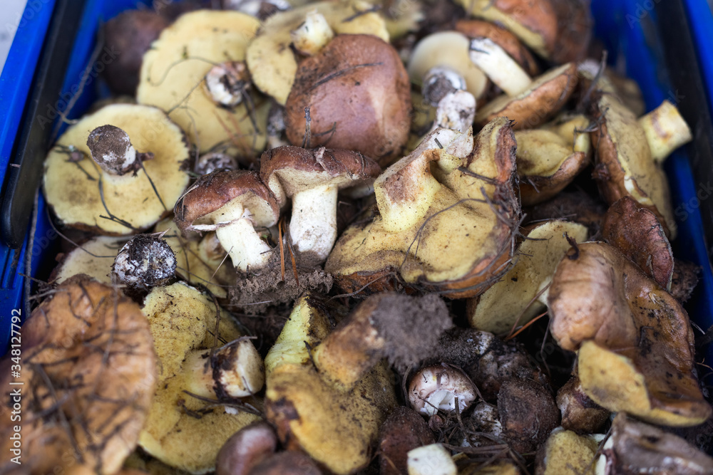 Background with full basket of fresh wild mushrooms. Background with full basket of fresh wild mushrooms.