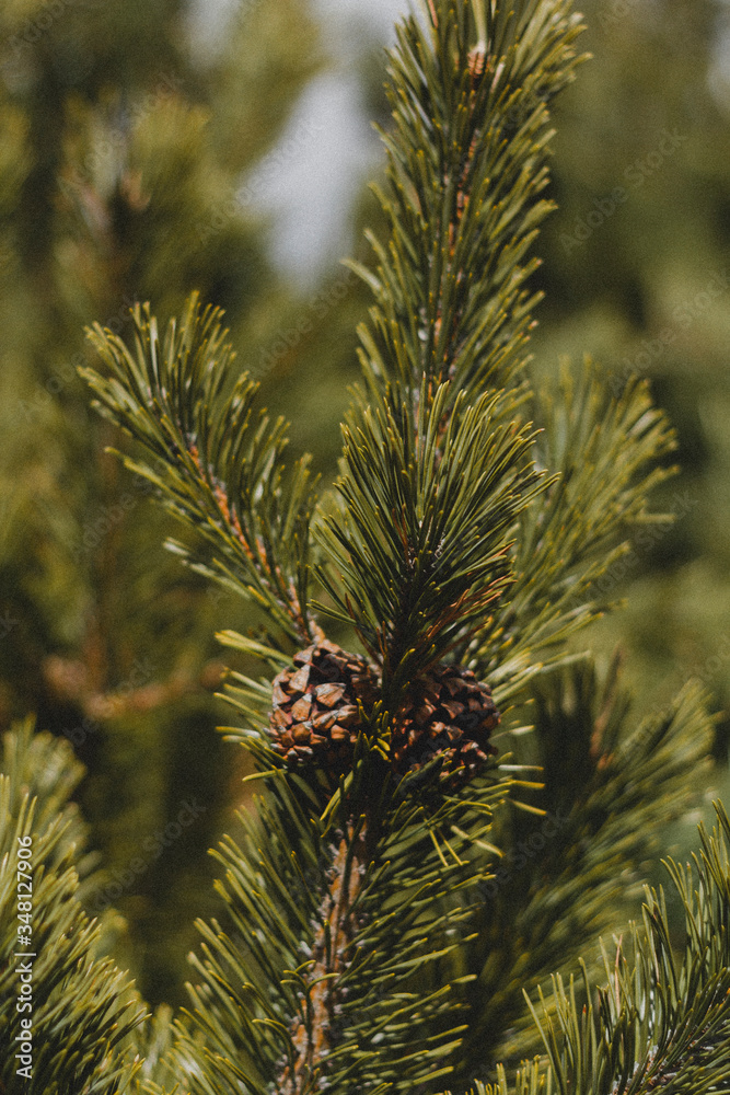 Pine tree 02 Pine tree 02