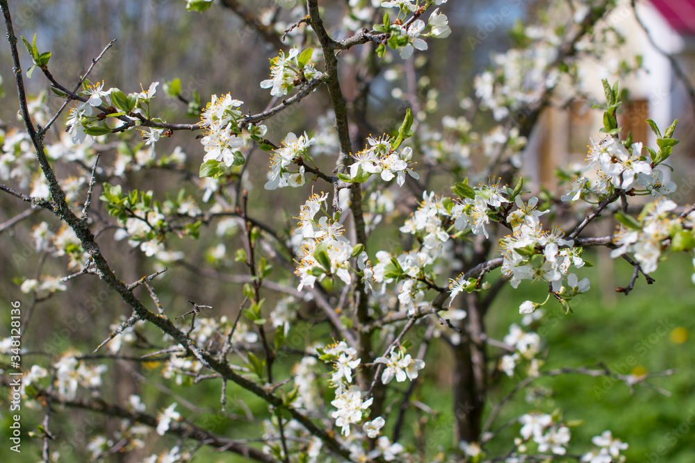 Blooming Apple and cherry trees. Summer garden in nature.