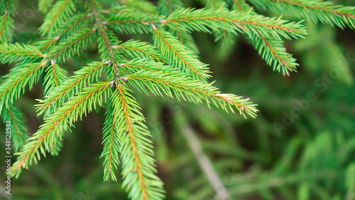 Fresh green leaf background. Background of pine branches. Coniferous green texture. Spruce tree branch. Needles