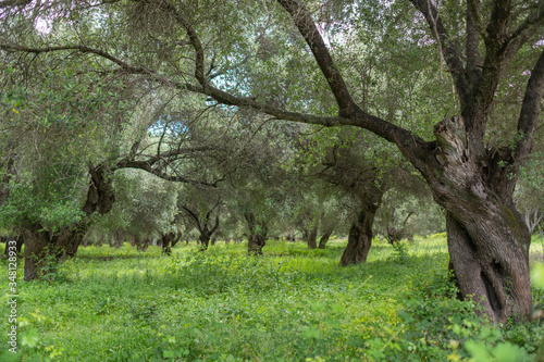Ancient Olive trees in the beautiful countryside of Patrimonio, Corsica