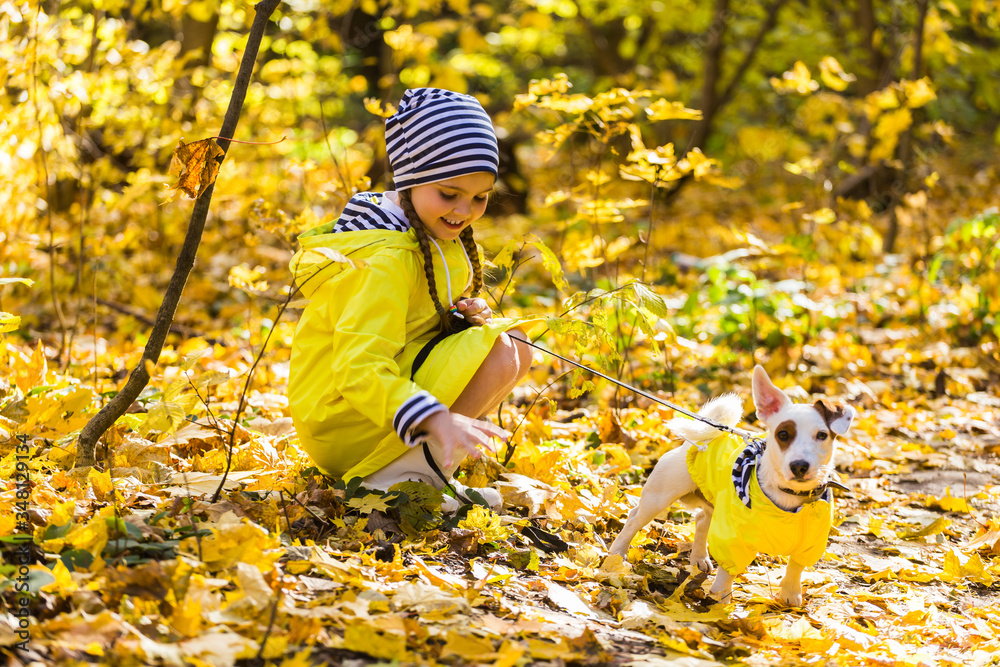 Child playing in autumn park with a jack russell terrier. Kid and jack russell terrier dog. Child playing in autumn park with a jack russell terrier. Kid and jack russell terrier dog.