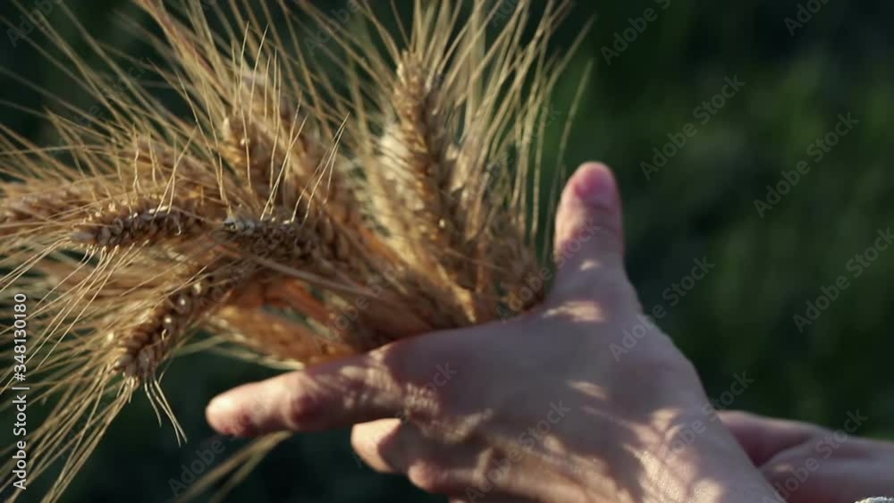 Farmer girl holds wheat spikelet in her hands. The spikelet of ripened wheat in the glare of the sun. Woman's hands check the quality of spikelet wheat .An agronomist examines a wheat ear. Farmer girl holds wheat spikelet in her hands. The spikelet of ripened wheat in the glare of the sun. Woman's hands check the quality of spikelet wheat .An agronomist examines a wheat ear.