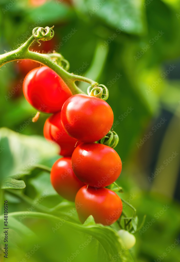 Ripe tomato plant growing in greenhouse. Fresh bunch of red natural tomatoes on a branch in organic vegetable garden. Blurry background and copy space for your advertising text message Ripe tomato plant growing in greenhouse. Fresh bunch of red natural tomatoes on a branch in organic vegetable garden. Blurry background and copy space for your advertising text message
