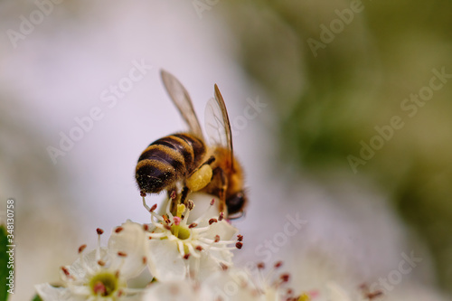 Close-up photo of a bee pollinating a white flower © Creaturart