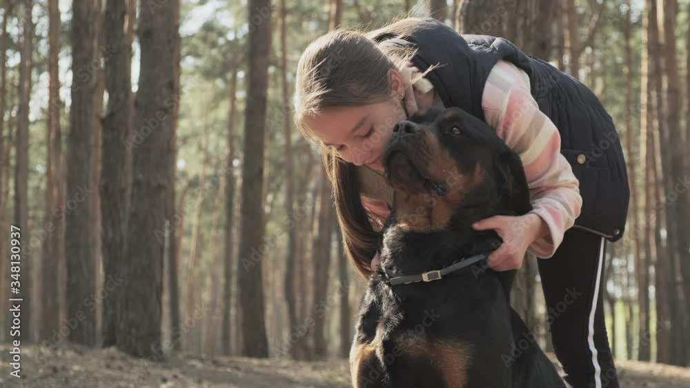 Walking a dog in a coniferous forest. Sunny day and walk with the dog in the coniferous forest. Dog man's best friend. 4K UHD still video camera, 2x slow motion.
