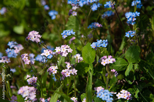 Many forget-me-not flowers grow among grass