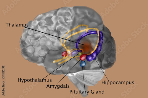 Foto Human Brain With Labels