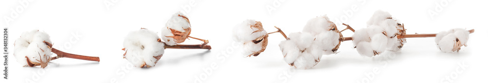 Beautiful cotton flowers on white background Beautiful cotton flowers on white background