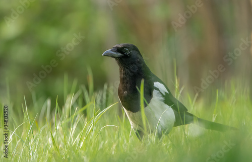 Elster im Gras