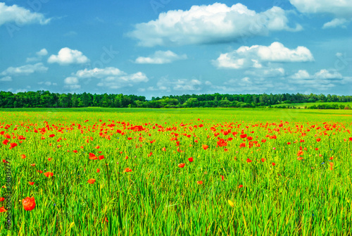 Summer landscape with red poppies flowers in green meadow