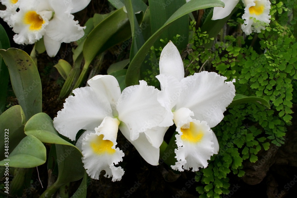 Obraz premium White Cattleya orchid on branch and green leaves background.