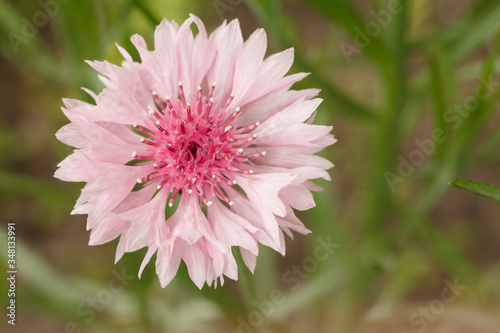 Close-up bud of cornflower in garden on a sunny day