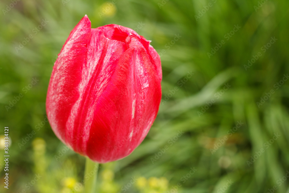 Tulip growing in a garden with green grass on the background. Tulip growing in a garden with green grass on the background.