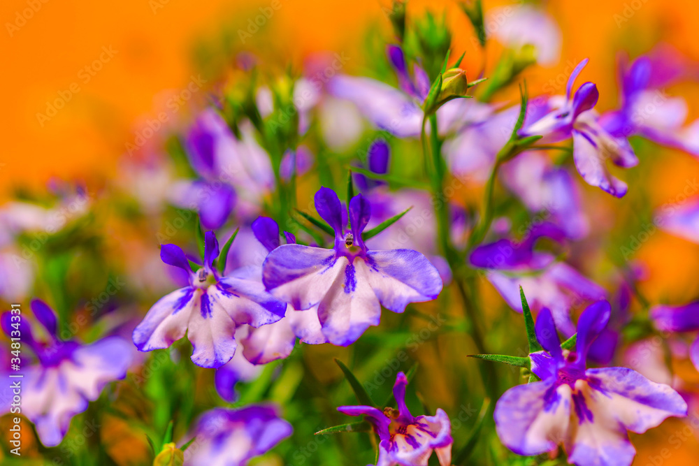 Blue Trailing Lobelia Sapphire flowers or Edging Lobelia
