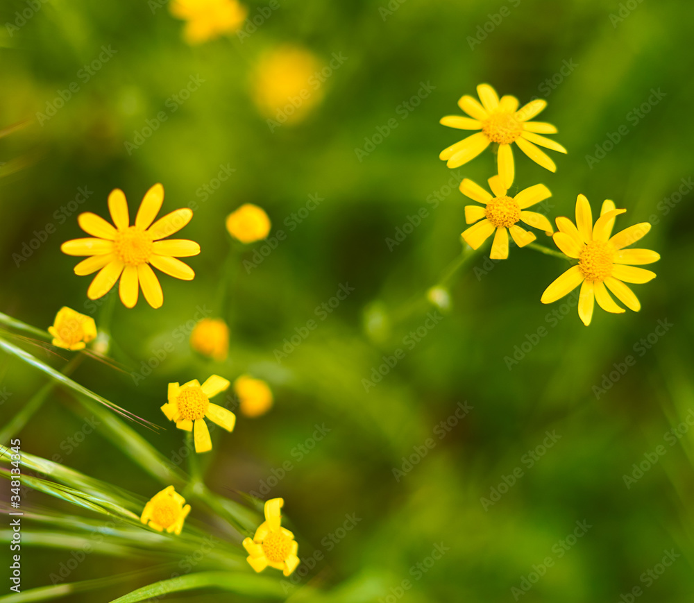 Obraz premium yellow flowers grow on a green meadow