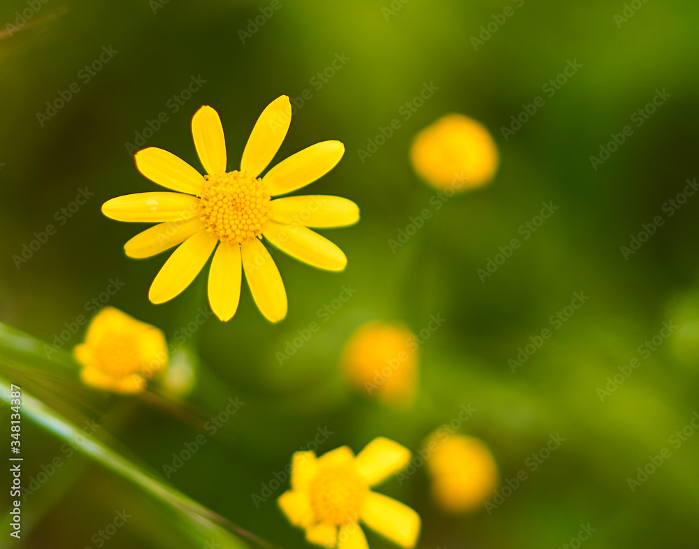 Obraz premium yellow flowers grow on a green meadow