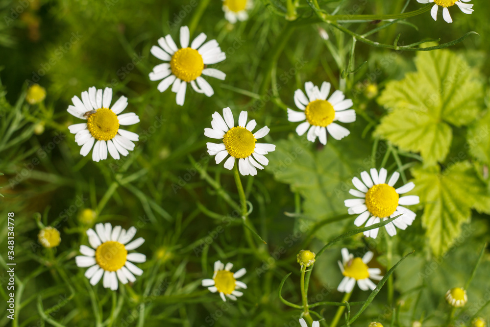 Obraz premium Flower of chamomile with blurred same flowers in the background