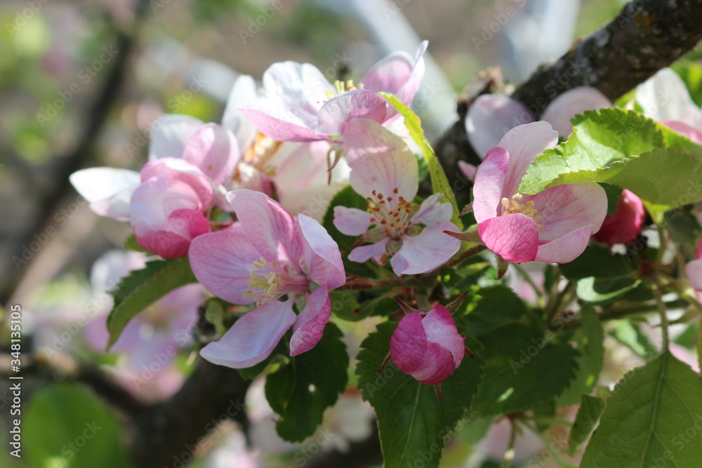 Tender pink flowers bloom on an apple tree in spring in the garden on a sunny day.
Tender pink flowers bloom on an apple tree in spring in the garden on a sunny day.