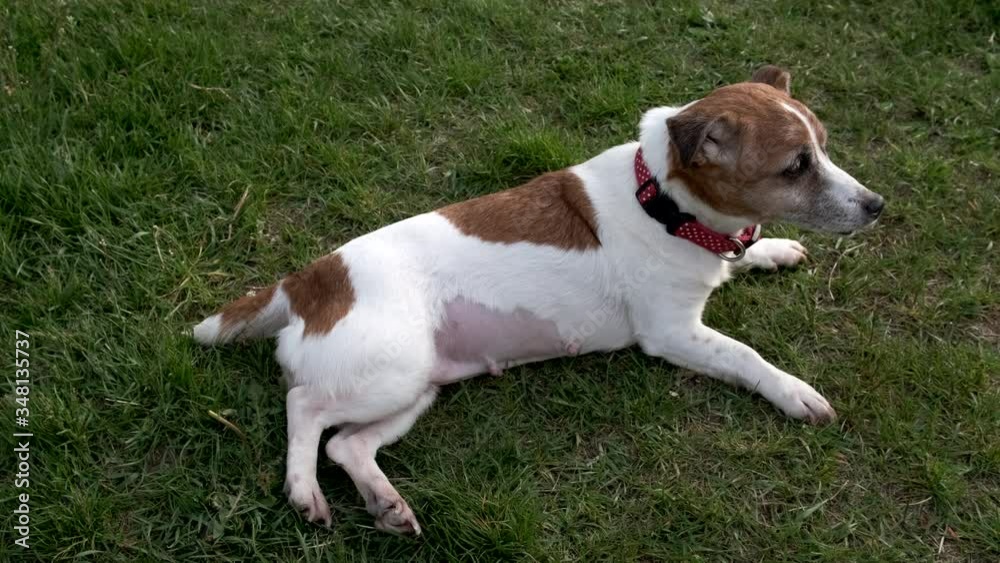 Dog breed Jack Russell Terrier is lying on the grass and resting. Dog breed Jack Russell Terrier is lying on the grass and resting.