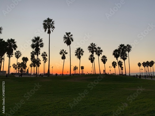 Palm Tree at Venice Beach , Los Angeles California 