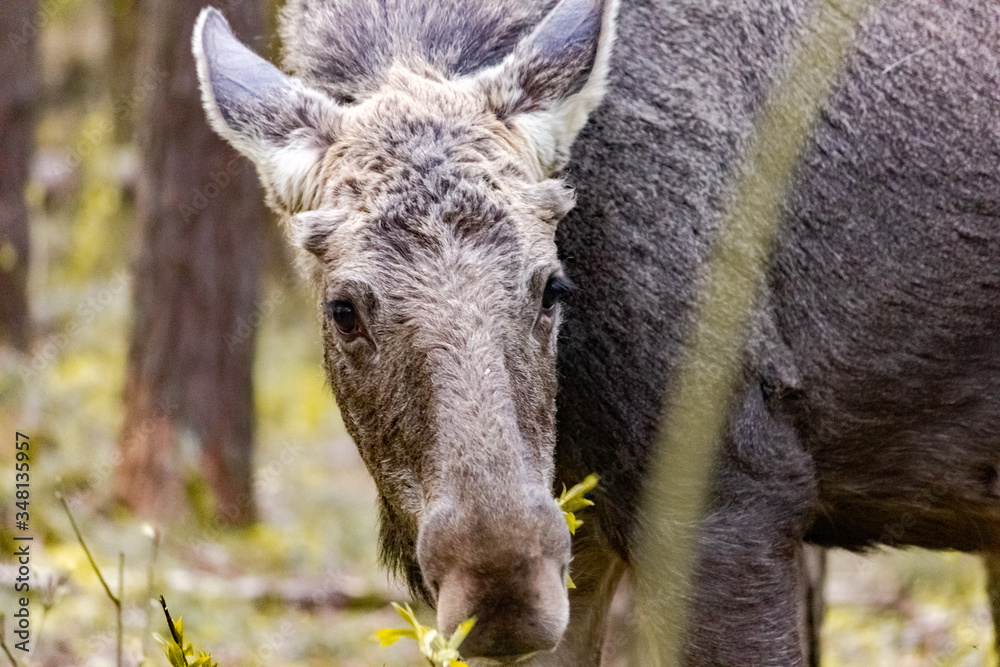 Close-up photo of a moose in the wild. Animal in the forest.