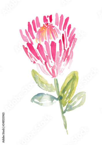 Pink Ice Protea painted in watercolor