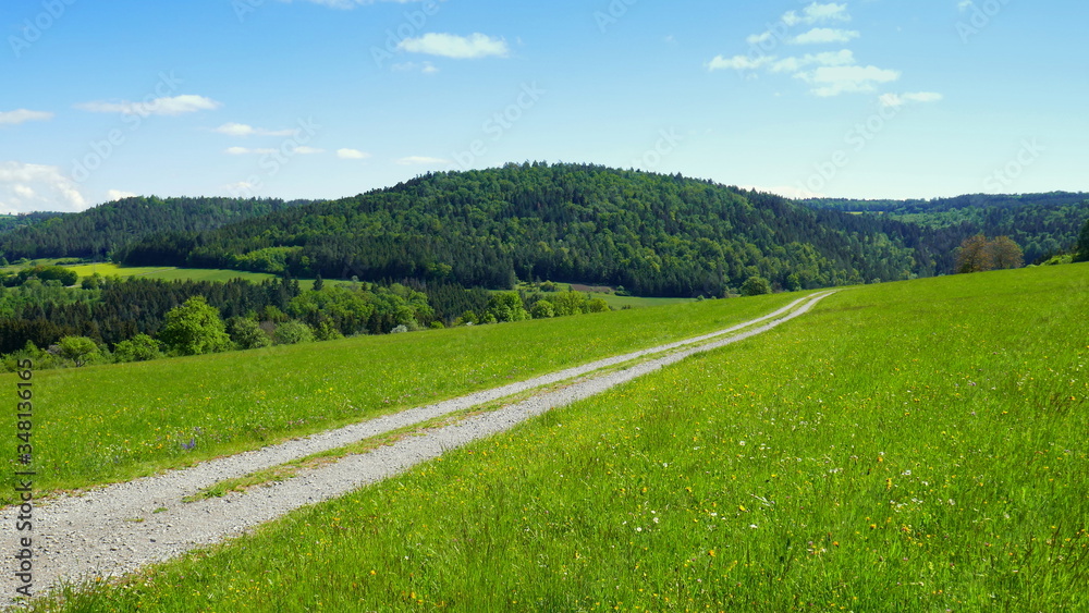 diagonaler Weg durch grüne Wiese zum Wald unter blauem Himmel im Frühling