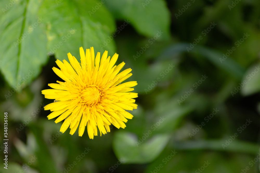 Yellow dandelion close-up in the grass. Yellow dandelion close-up in the grass.