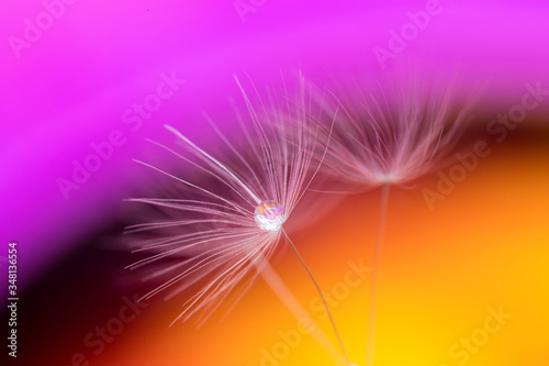 a dandelion seed with a Dewdrop stands in the water close up