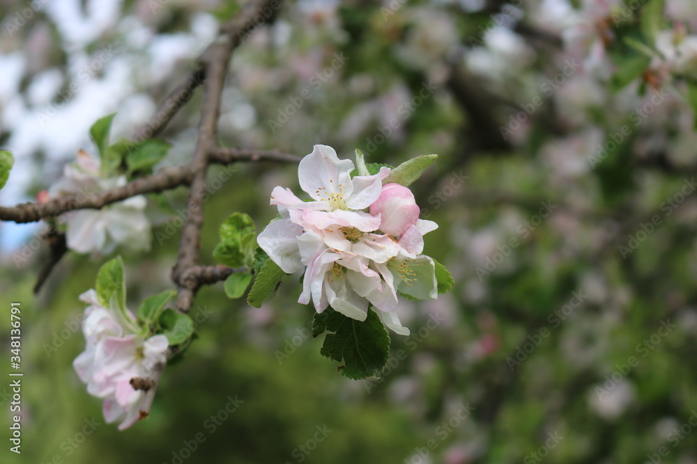 Tender pink flowers bloom on an apple tree in spring in the garden on a sunny day.
Tender pink flowers bloom on an apple tree in spring in the garden on a sunny day.