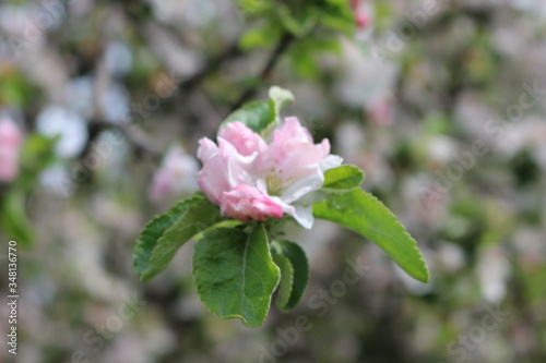  Tender pink flowers bloom on an apple tree in spring in the garden on a sunny day.