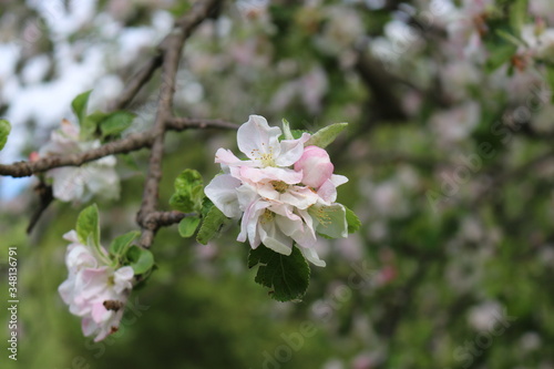  Tender pink flowers bloom on an apple tree in spring in the garden on a sunny day.