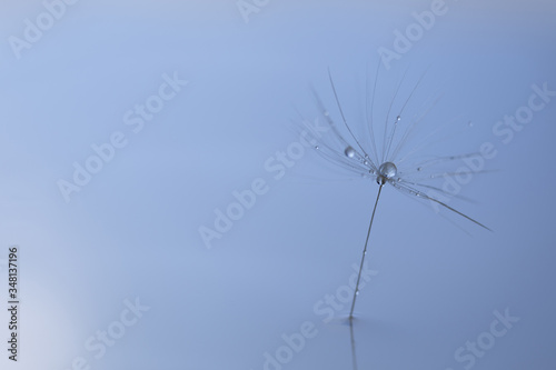 a dandelion seed with a Dewdrop stands in the water close up