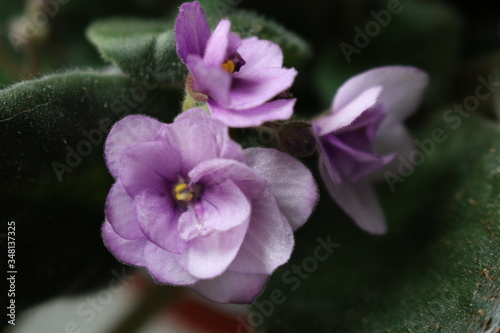 Wild violets are a pale pink color on the window of the apartment