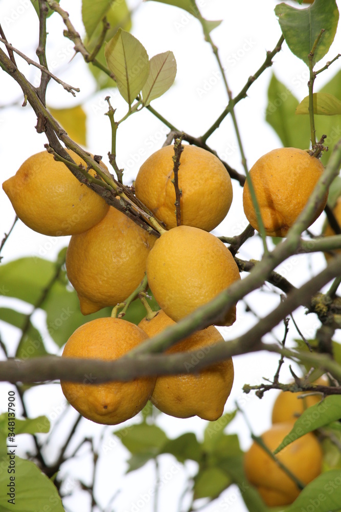 citronnier de Sicile 