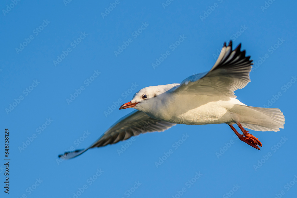 Fototapeta premium A black-headed gull (Larus ridibundus / Chroicocephalus ridibundus) flying over the Mediterranean Sea
