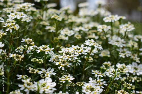 white flowers in the field